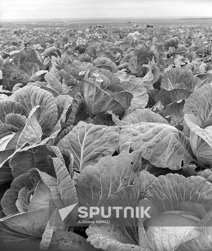 Cabbage field