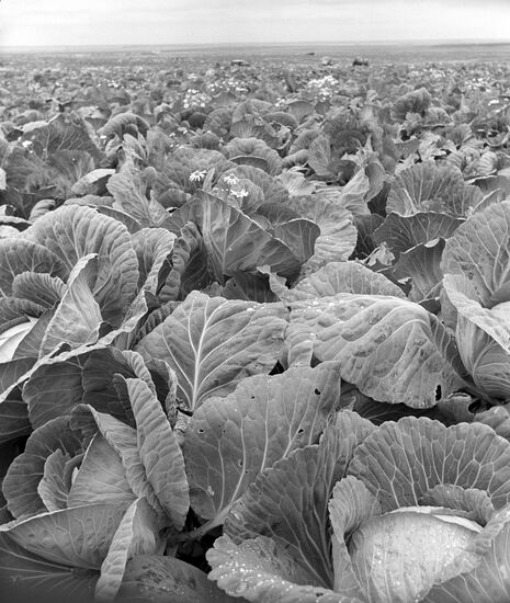 Cabbage field