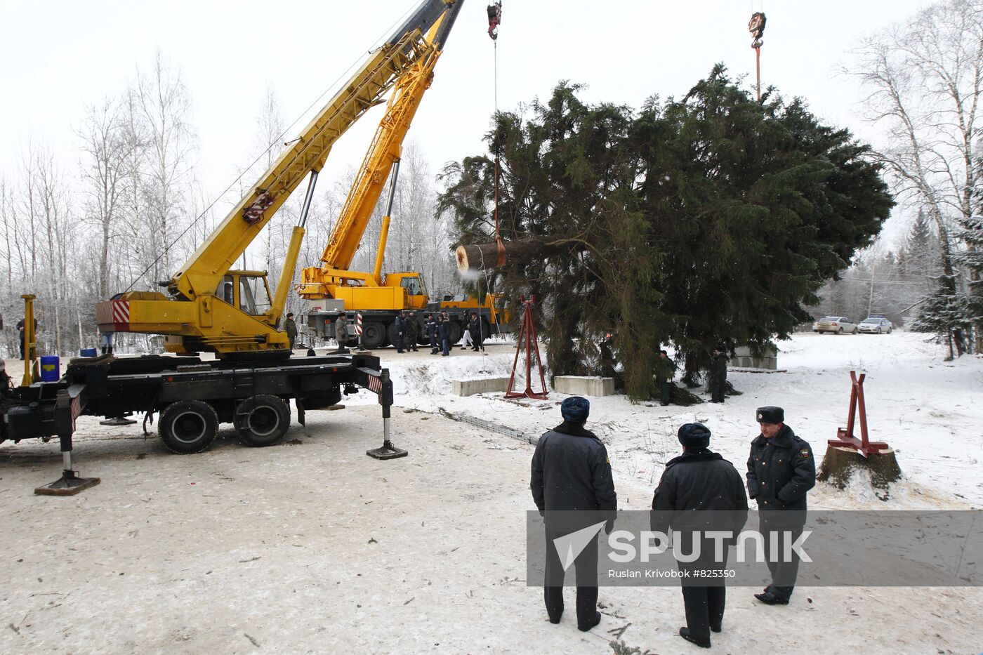 Russian national Christmas tree felling ceremony