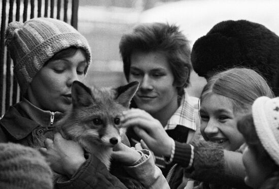 A baby fox