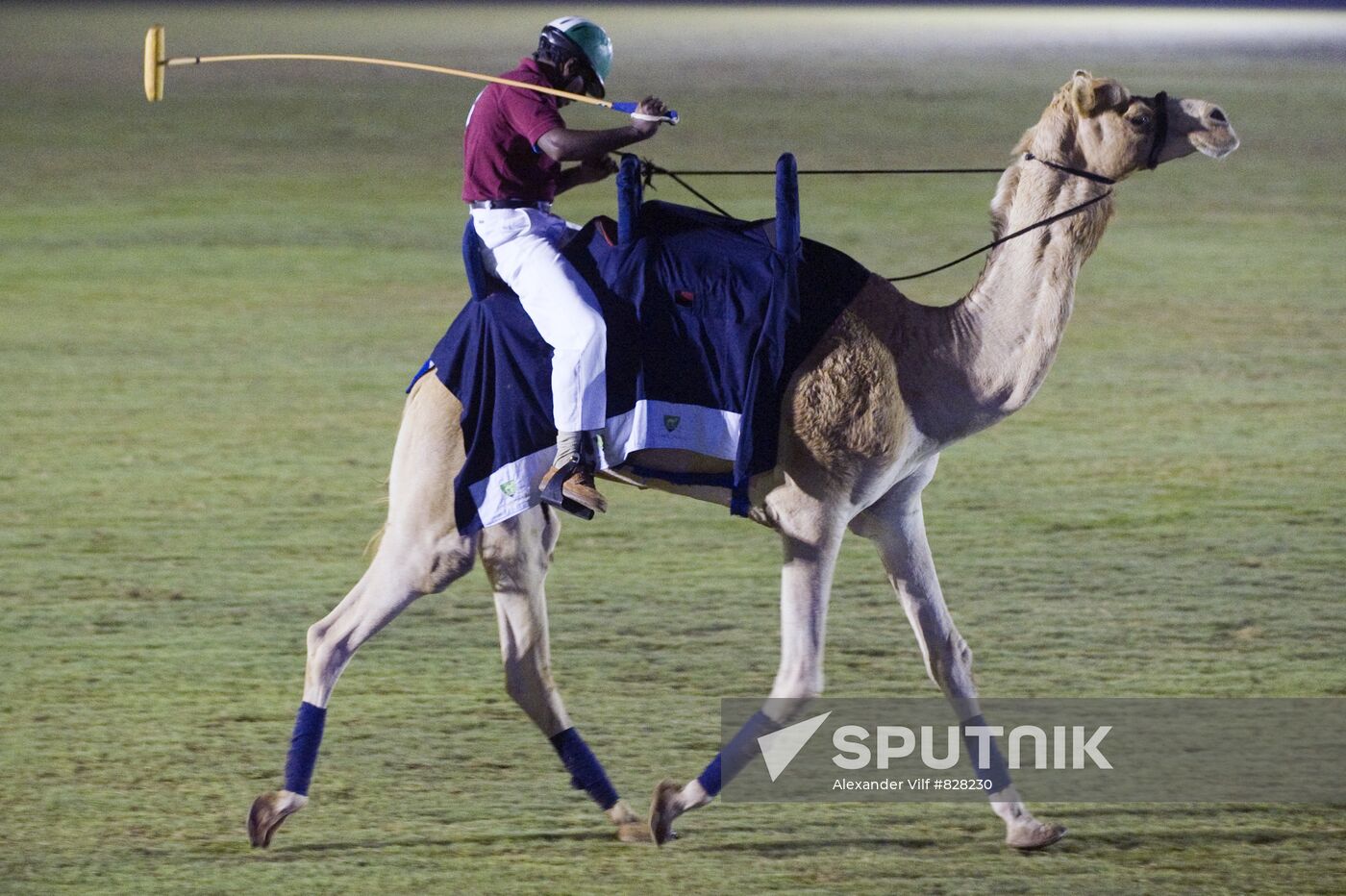 Camel Polo