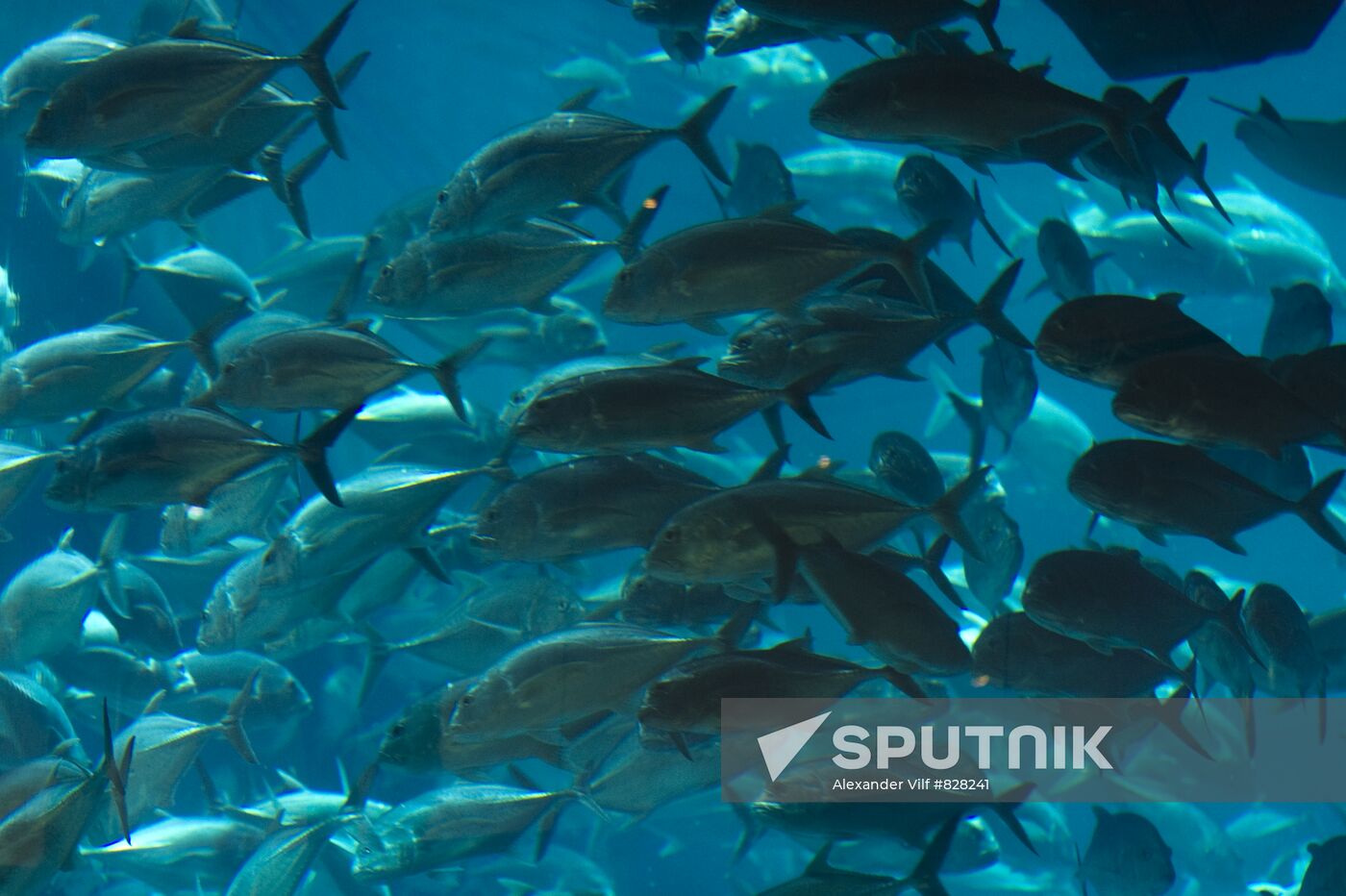 Aquarium at Dubai City Mall