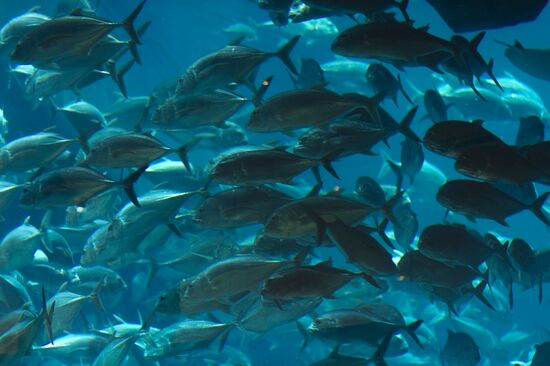 Aquarium at Dubai City Mall