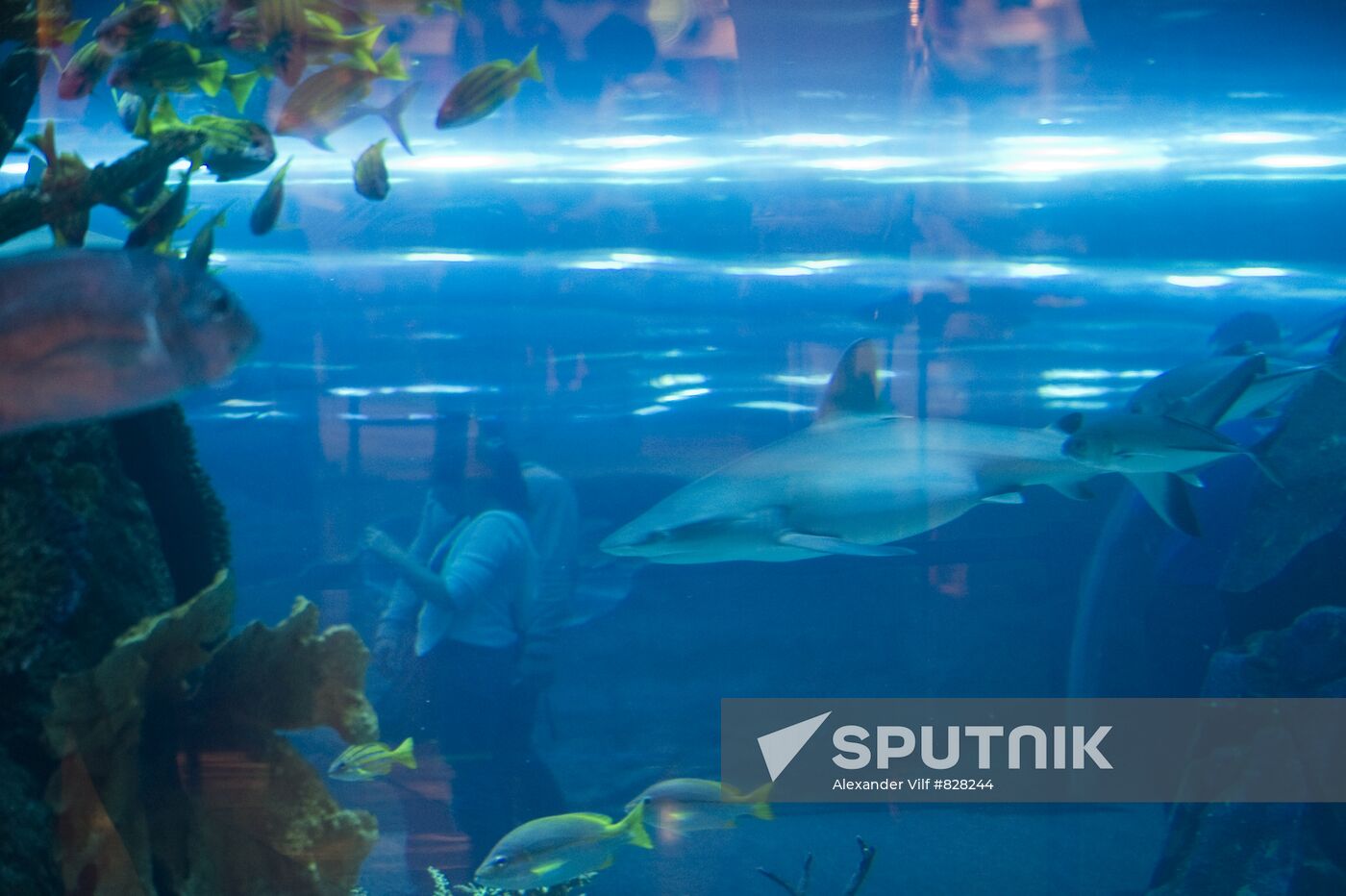 Aquarium at Dubai City Mall