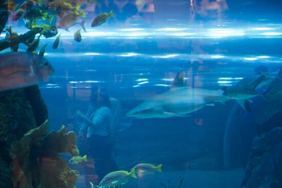 Aquarium at Dubai City Mall