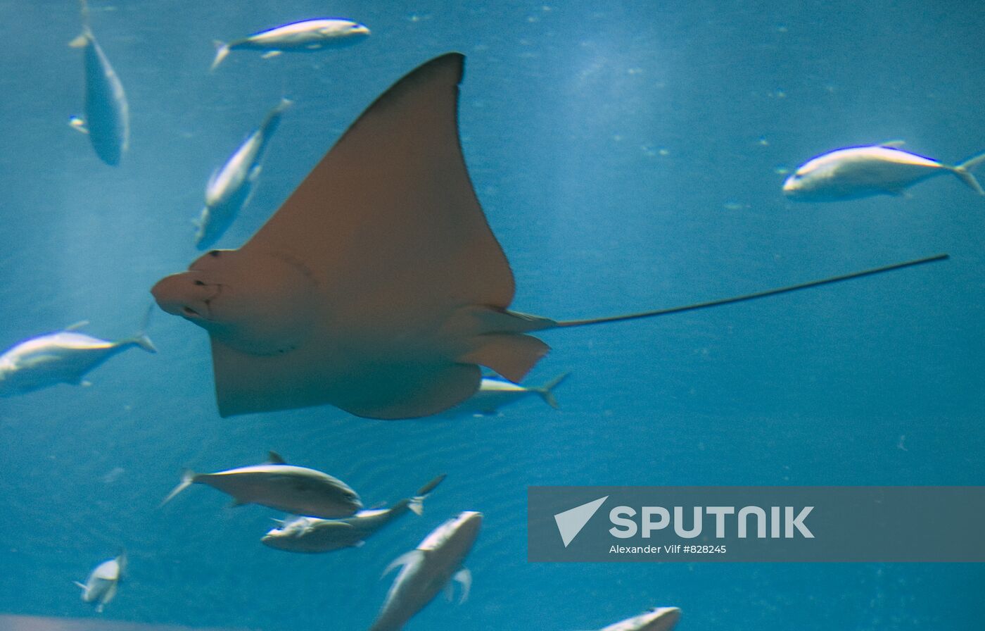 Aquarium at Dubai City Mall