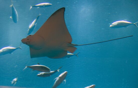 Aquarium at Dubai City Mall