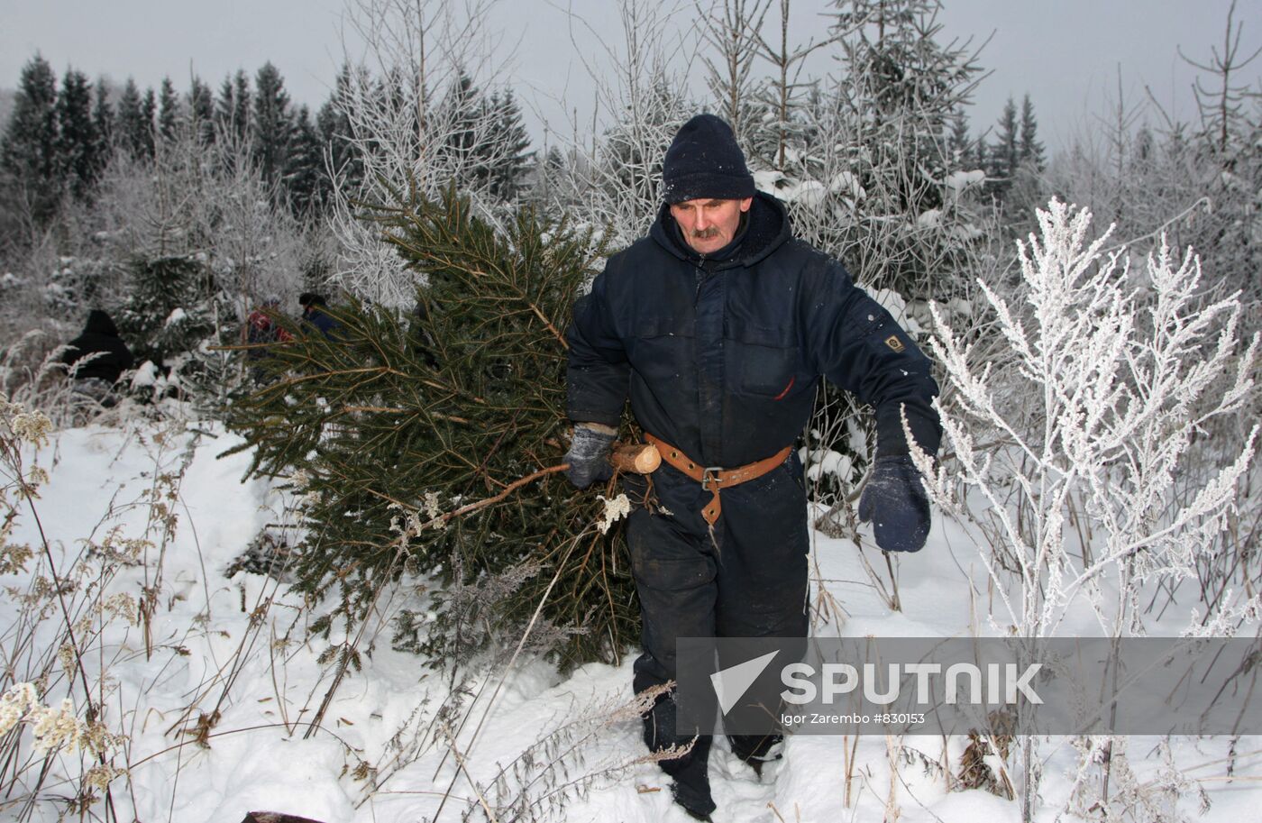 Procurement of New Year trees in the forest district