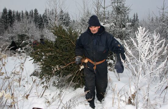 Procurement of New Year trees in the forest district