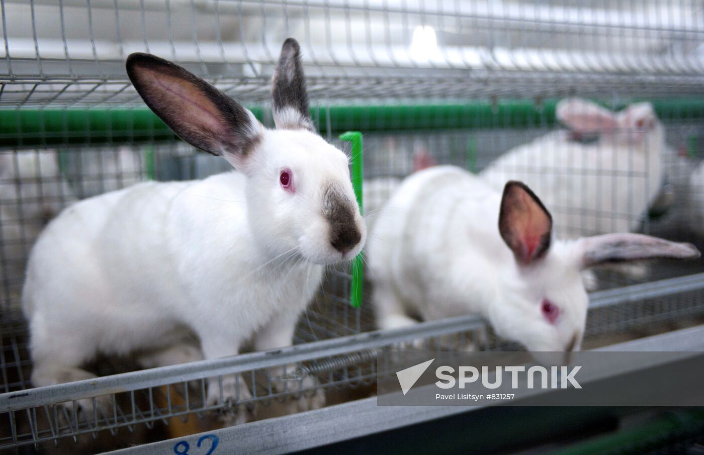 Rabbit-breeding farm in Sverdlovsk Region