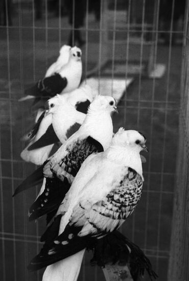 Saxon sparrows