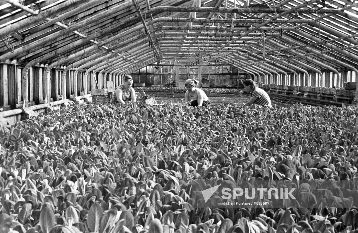 All-Union communist voluntary Saturday work