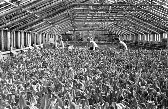 All-Union communist voluntary Saturday work