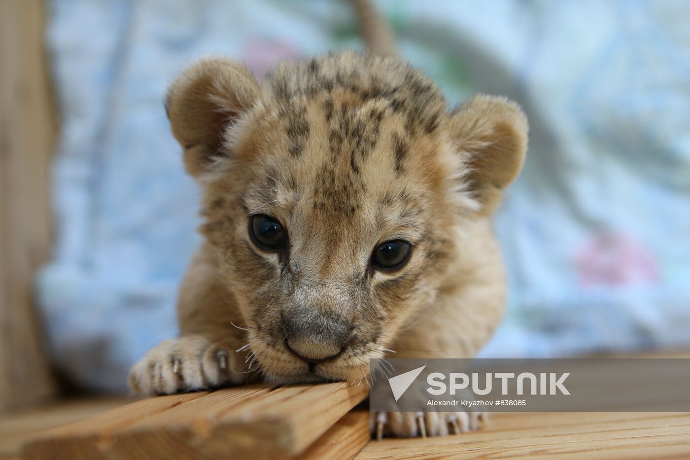 Lion cubs in Novosibirsk Zoo
