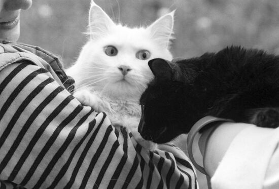 White cat, black cat
