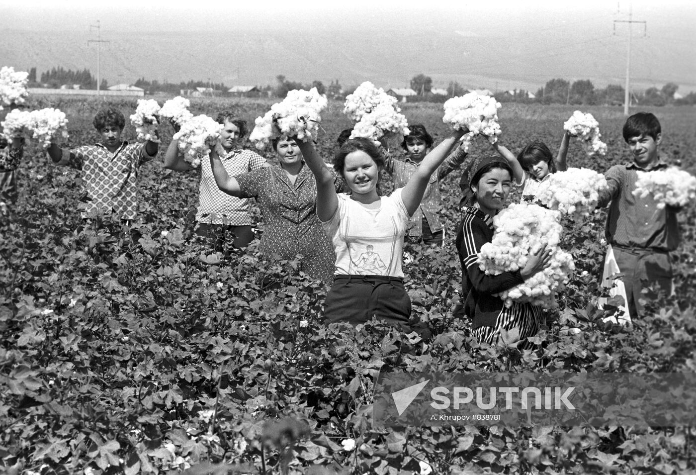 Cotton harvesting