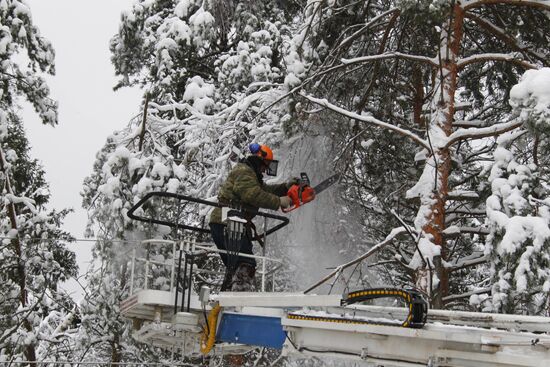 Pruning ice-coated trees in Odintsovo Region