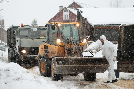 Slaughter of African plague-infected pigs