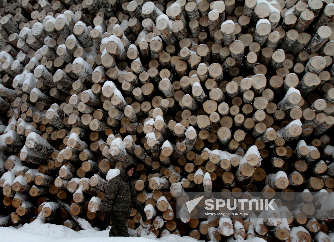 Logging in Omsk Region