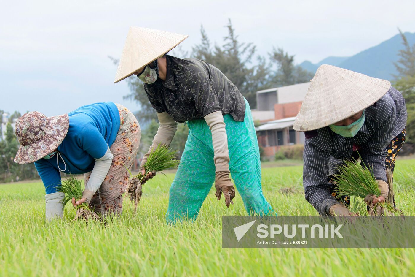 Cultivating rice fields in Vietnam