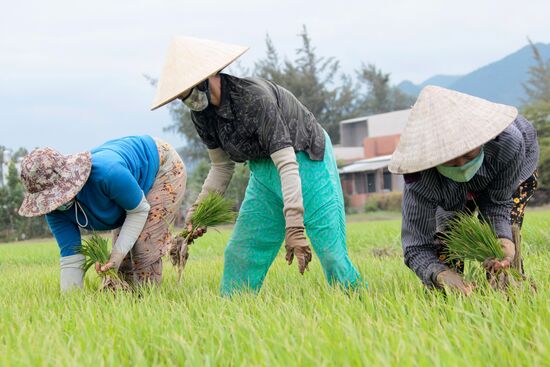 Cultivating rice fields in Vietnam