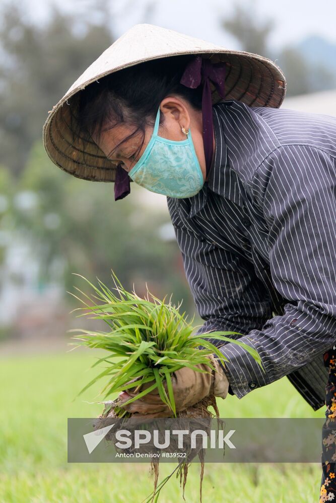 Cultivating rice fields in Vietnam