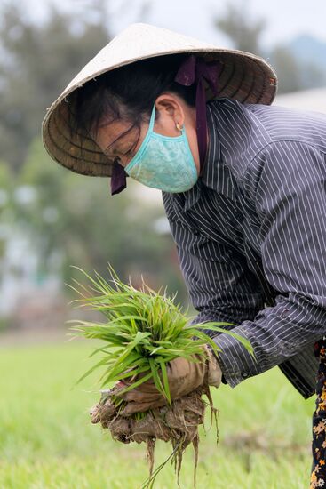 Cultivating rice fields in Vietnam