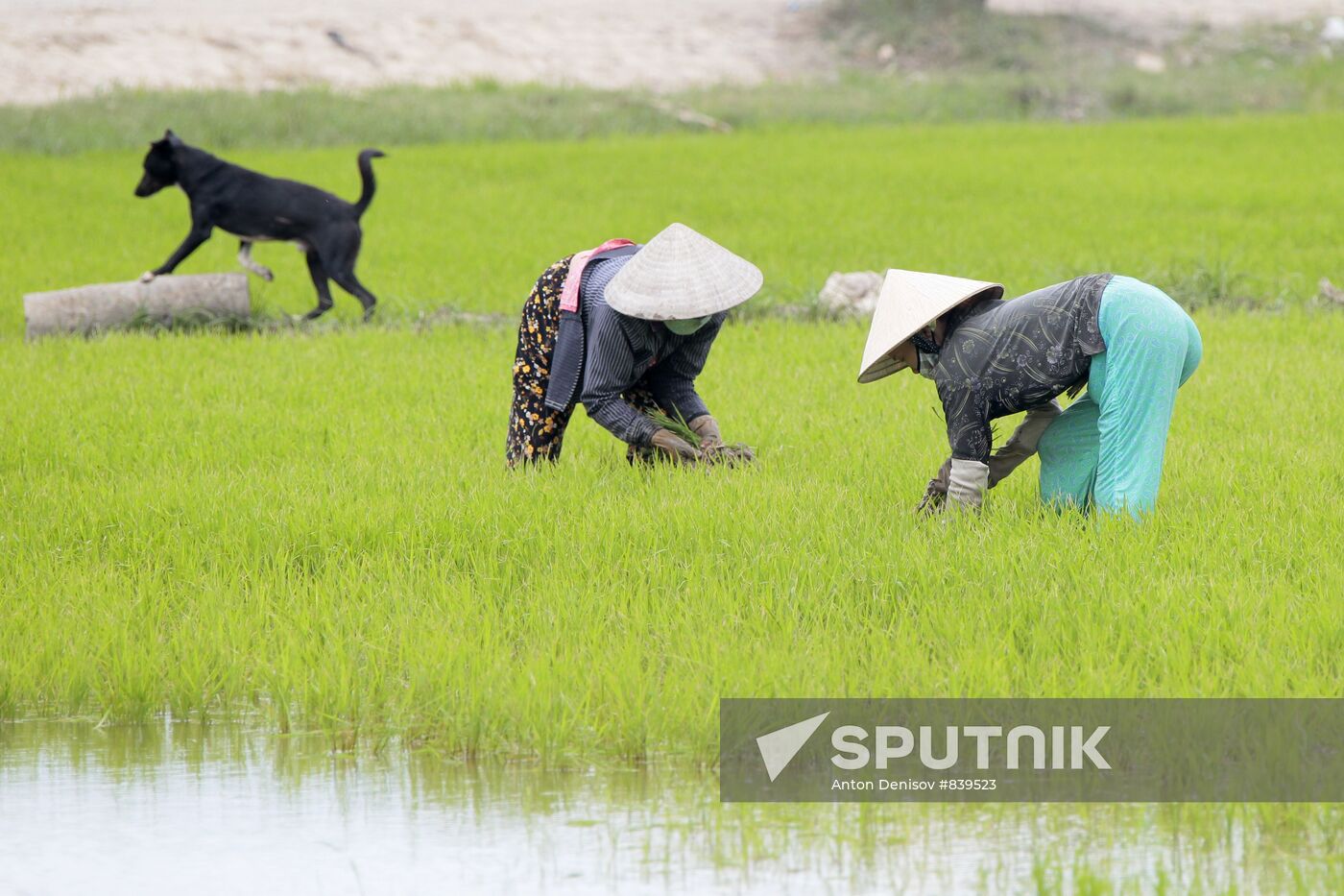 Cultivating rice fields in Vietnam