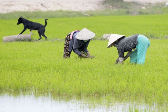 Cultivating rice fields in Vietnam