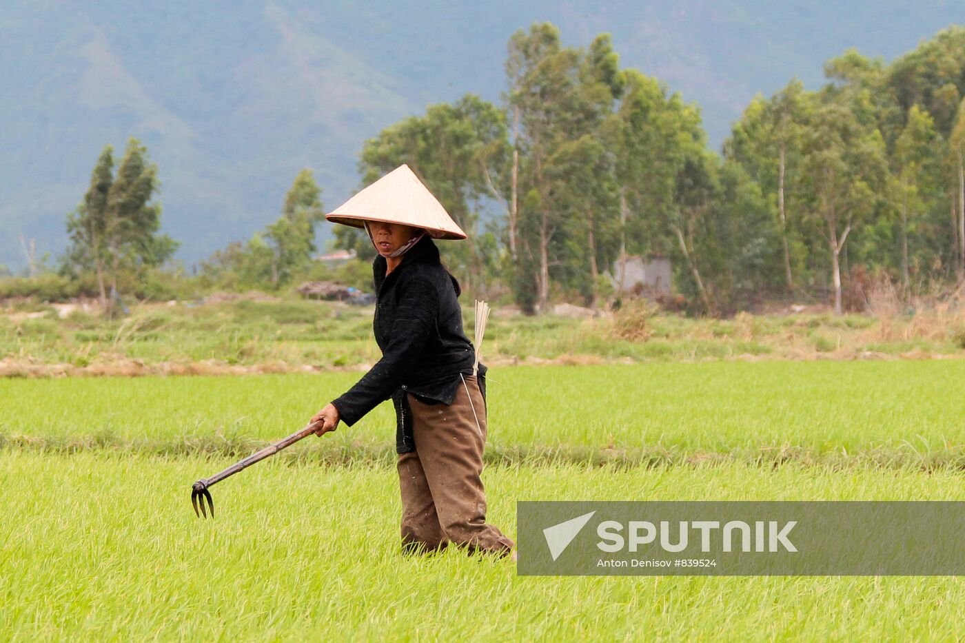 Cultivating rice fields in Vietnam