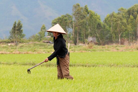 Cultivating rice fields in Vietnam