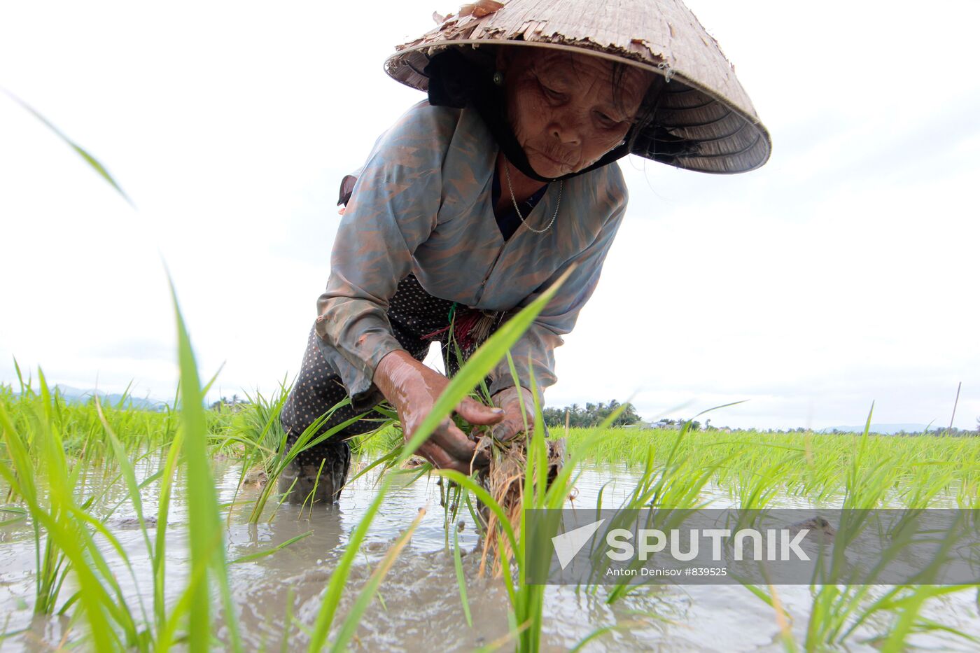 Cultivating rice fields in Vietnam