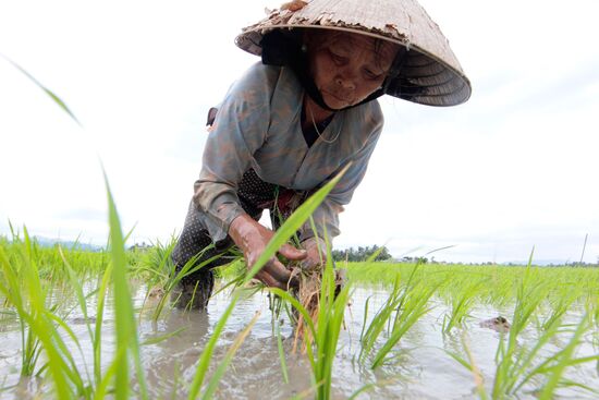 Cultivating rice fields in Vietnam