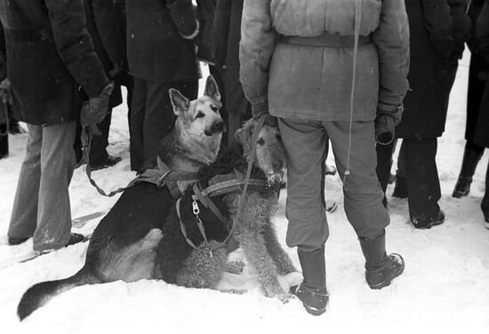 Winter multiathlon with service dogs competition