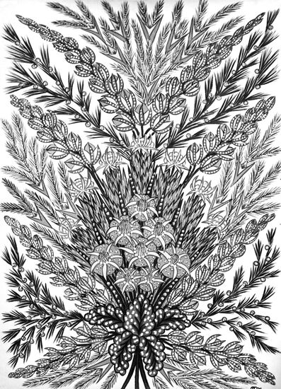 Reproduction of a drawing by P. Khoma