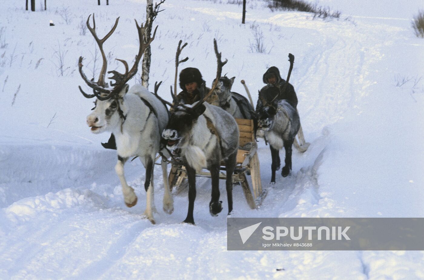 Reindeer team