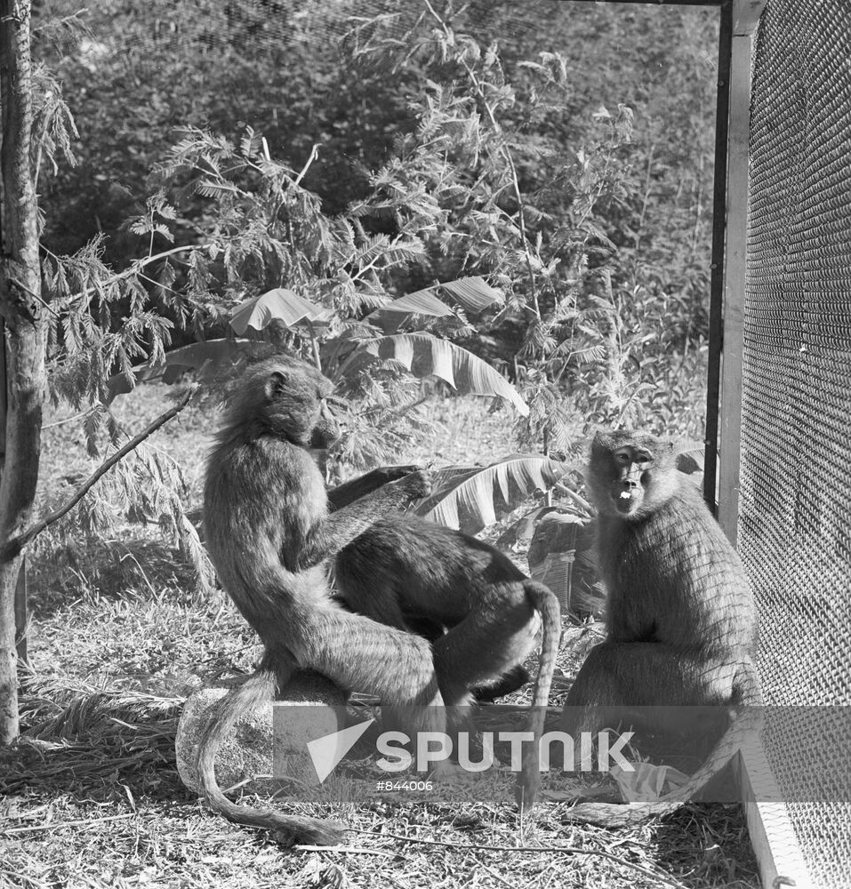 A mandrill-gelada hybrid monkey