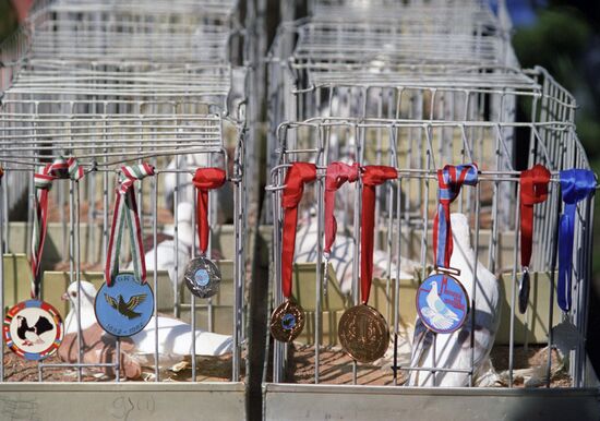 Pigeon Breeding Club exhibition