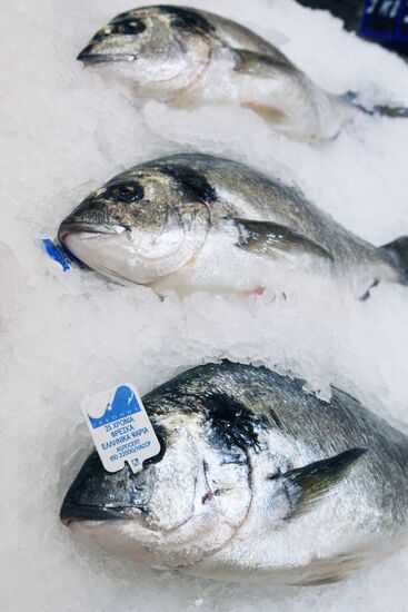 Gilt-head bream