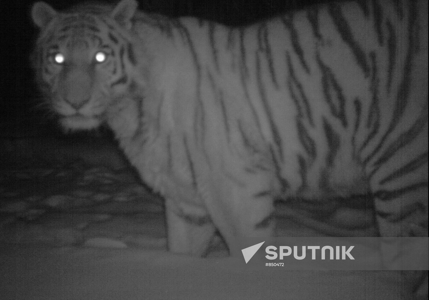 Photo of tigress Serga