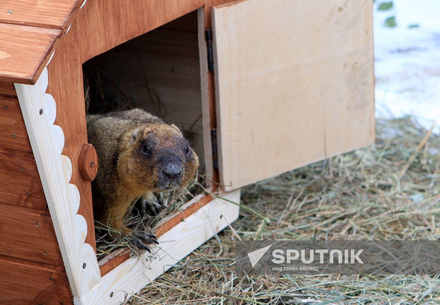 Nizhny Novgorod's Limpopo zoo celebrates Groundhog Day