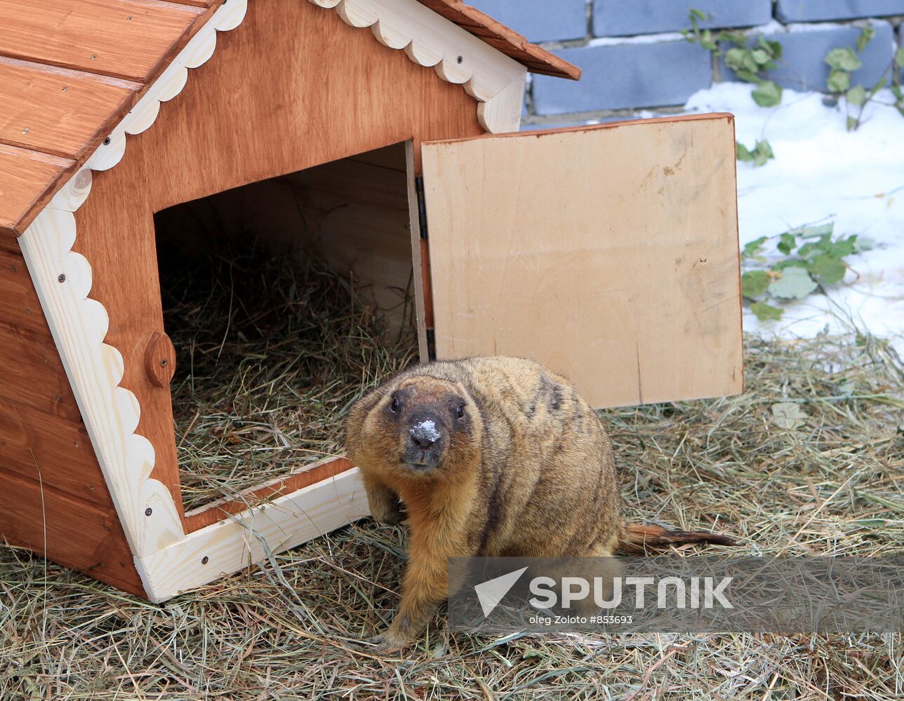 Nizhny Novgorod's Limpopo zoo celebrates Groundhog Day