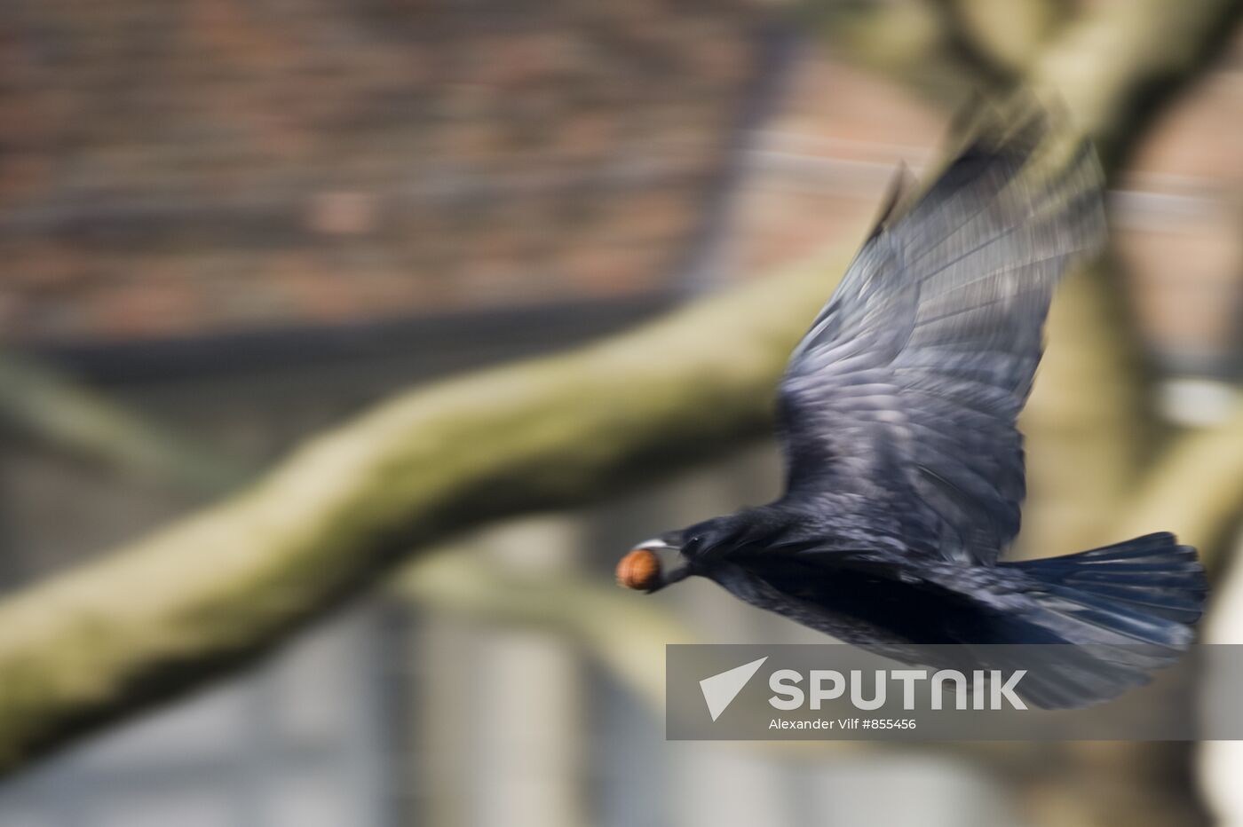 Bird