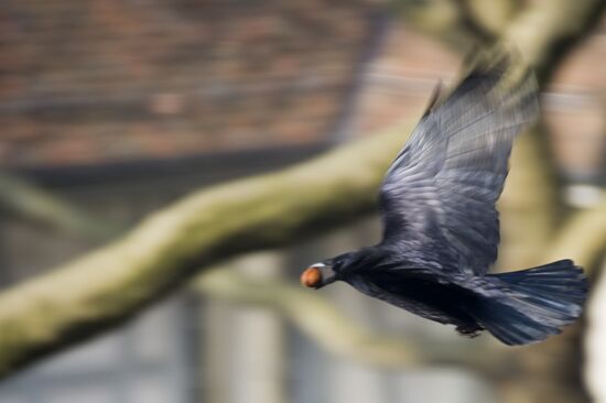 Bird