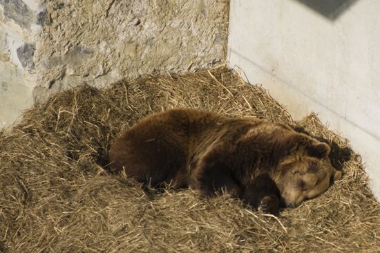 Bear