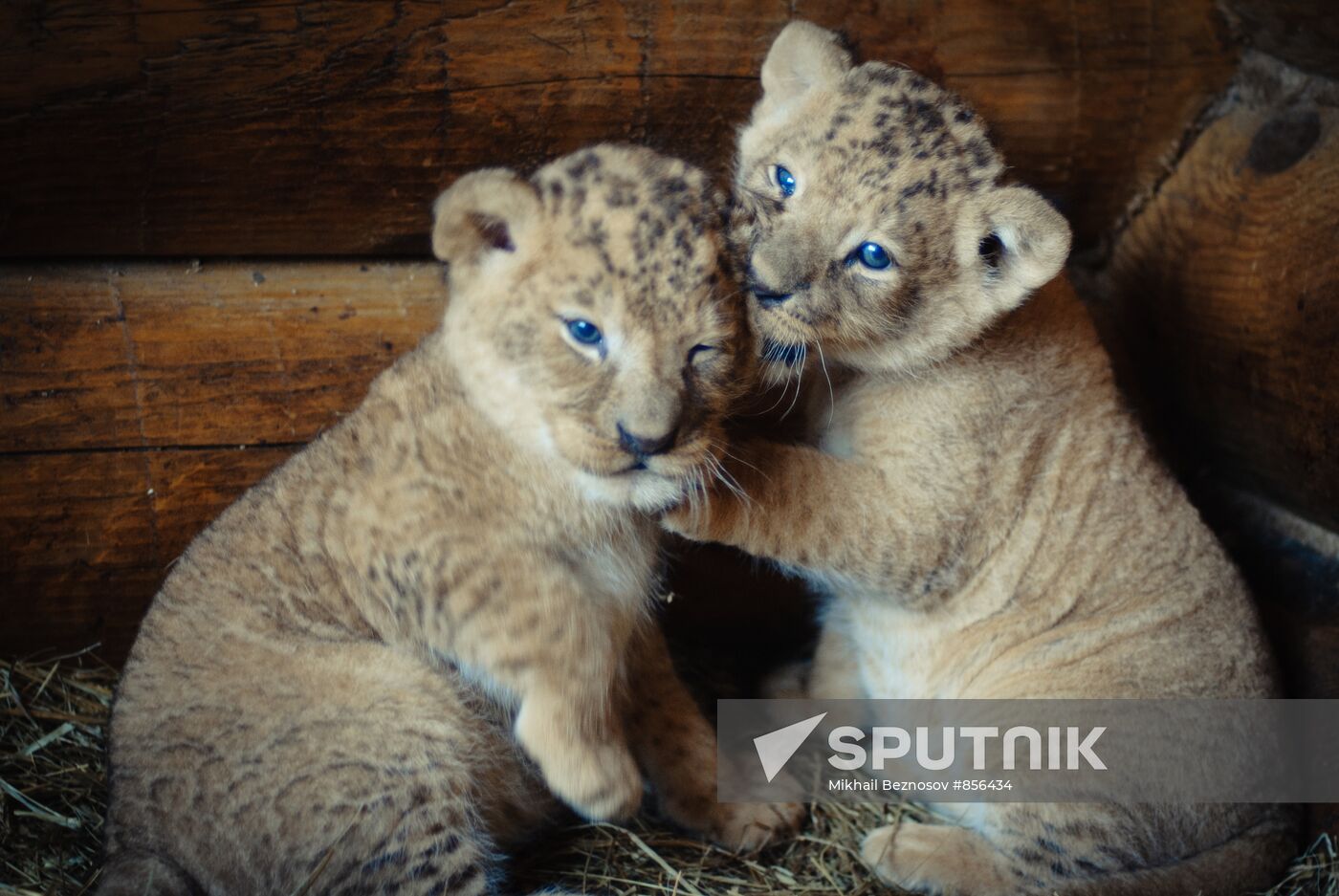 Lion cubs at Mishutka Zoo in Nizhny Novgorod