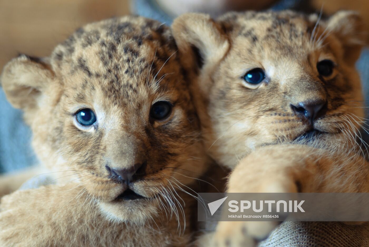Lion cubs at Mishutka Zoo in Nizhny Novgorod