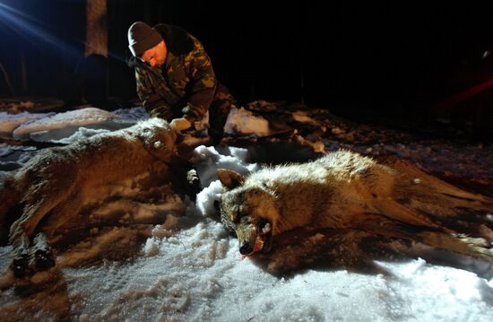 Wolf hunting in Belarus