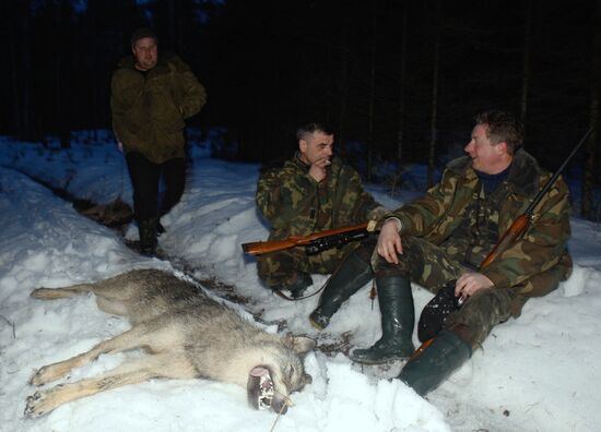 Wolf hunting in Belarus