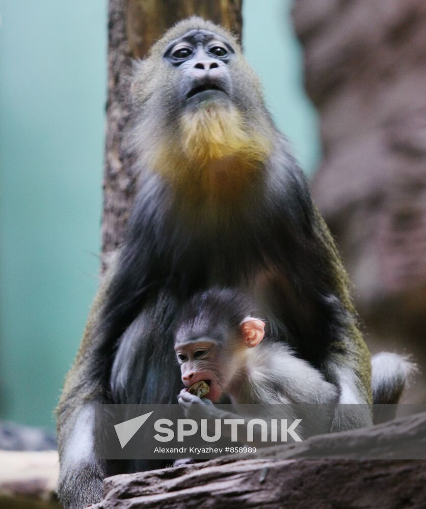 Female mandrill with new-born baby